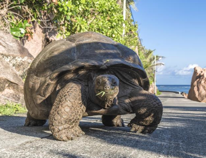 MUERE LA TORTUGA MÁS VIEJA DE ÁFRICA - Estado de México