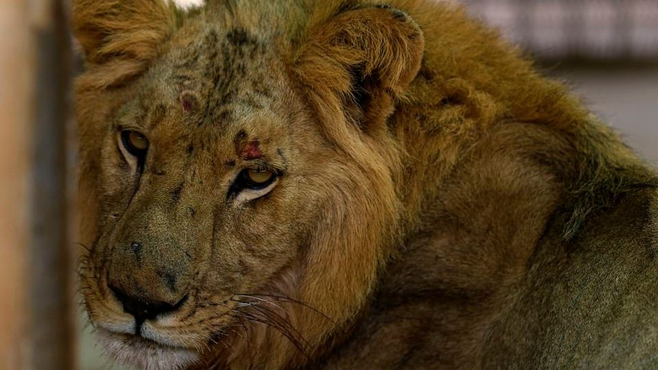 Exponen fotos de leones enfermos y desnutridos de zoológico en Sudán -  Estado de México